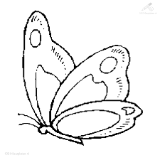 vlinder37