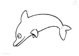 dolfijn18