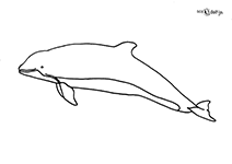 dolfijn25