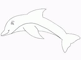 dolfijn51