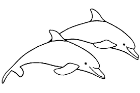 dolfijn54