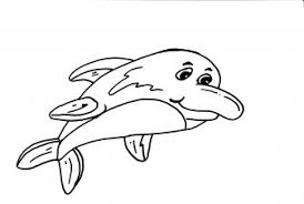 dolfijn55